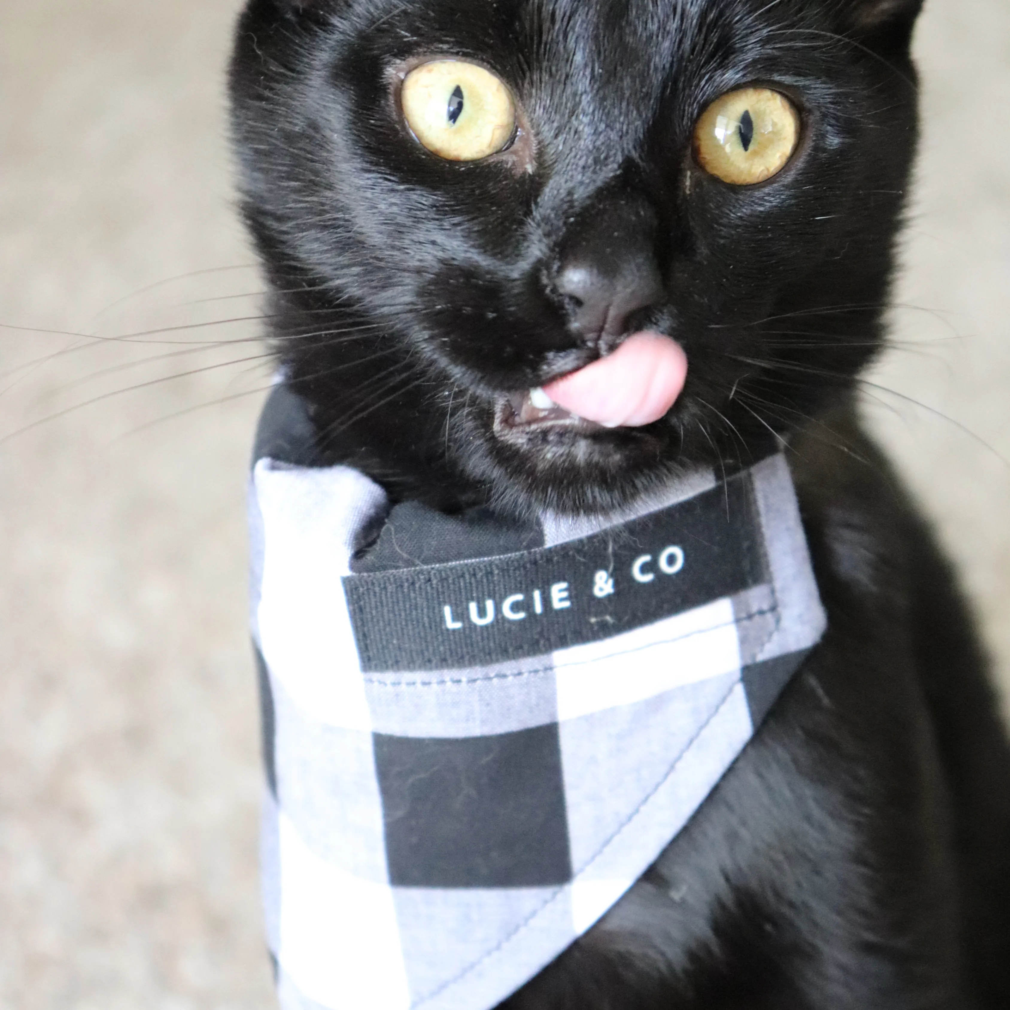 70's Vibing Dog/Cat Bandana